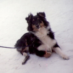 Raven unser erster Sheltie